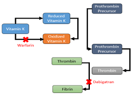 As a result, the coagulation factors that are fully established have to be depleted by way of normal catabolism before the beneficial effects of warfarin become apparent. Cureus Drug Induced Reduction Of Gamma Carboxylation In Osteocalcin What Is The Fallback