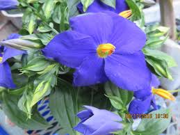 Image result for Exacum