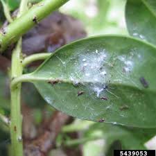 Image result for scale on plant