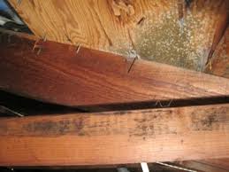 In pleurotus sp., green mold, which is considered a major epidemic, is caused by several trichoderma species. Green Mold Pictures Finding Safe Removal