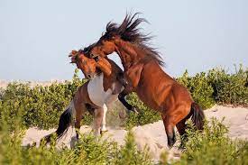 The Best Places To See Wild Horses In North America Travel Smithsonian Magazine