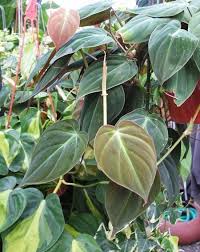 16 Types Of Indoor Philodendron Varieties In 2020 Philodendron Plant Philodendron Plants