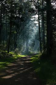 Download and use 30,000+ 4k wallpaper stock photos for free. Hd Wallpaper Nature Trees Portrait Display Path Forest Sunlight Dappled Sunlight 4k Best Of Wallpapers For Andriod And Ios