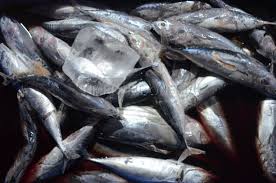 Nama nama ikan laut di pasar. Harga Ikan Laut Di Pasar Mulai Naik Times Indonesia