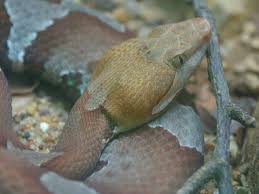 These reptiles live across a wide range in north america and throughout that range they occupy a variety of different habitat types. Trans Pecos Copperhead Whozoo