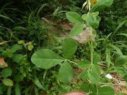 Image result for Crotalaria capensis