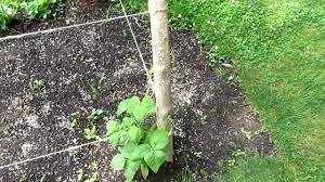 You can expect the bush beans to germinate in about one to two weeks. First Time Growing Kentucky Wonder Pole Beans June 12 2012 Video 1 Youtube
