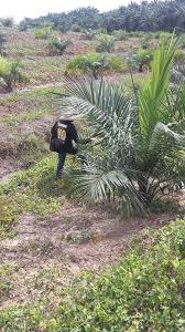 Bruning, oil palm, palm kernels, oil palm tree, palm oil leaf. Kerja Meracun Ladang Kelapa Sawit 100 Ekar Sedang Giat Koperasi Melayu Berjawatan Kerajaan Negeri Sembilan Berhad Facebook