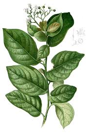 Image result for Hilsenbergia petiolaris