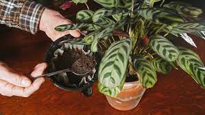I would have a couple worries using coffee grounds directly on house plants: Can You Use Coffee Grounds For Indoor Plants Succulents Network