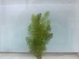 Image result for Ceratophyllum demersum