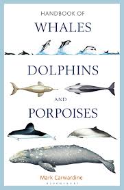 Четырехзубые киты или гигантские клювы находятся клювые киты в роду берардий. Handbook Of Whales Dolphins And Porpoises Carwardine Mark 9781472908148 Amazon Com Books