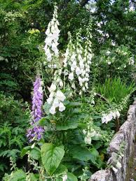 Image result for Digitalis purpurea alba/ red spots