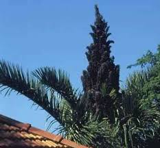 Image result for Raphia australis