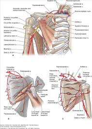 Innervations of muscles in shoulder, pectoral region, and axilla. Accessmedicine Content Anatomy Muscle Anatomy Medical Anatomy