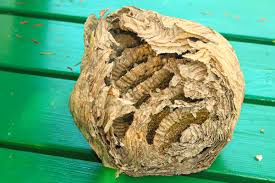Bald faced hornet nests resemble yellow jacket nests, which are football or cone shaped, papery, and mostly gray with white and brown bands. Colony Death By Yellowjacket Attack Honey Bee Suite