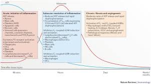 Old act means the corporations act 2001, as in force immediately before the day on which part 1 of schedule 2 to the insolvency law reform act 2016 (1) a person by whom money is advanced to a company as described in section 560 of the act is entitled to one vote at a meeting of creditors. Purinergic Regulation Of The Immune System Nature Reviews Immunology