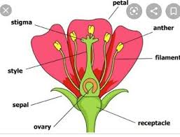 But have you ever thought why plants produce flowers and why they are important to. Describe The Male And Female Reproductive Organs Of A Flower Brainly In