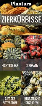 Kurbissorten Essbare Giftige Im Uberblick Plantura Kurbis Kurbissorten Gemuseanbau