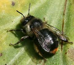 Image result for Anthephora cristata
