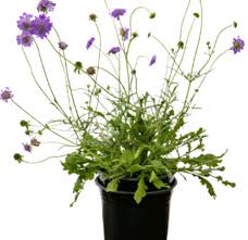 Image result for Scabiosa columbaria