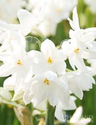Inbal Paperwhites Value Pack Paperwhites Bulb Flowers Amaryllis Bulbs
