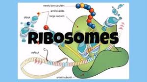 They have one basic function: The Cell Ribosomes Youtube