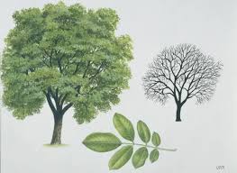 Image result for Juglandaceae