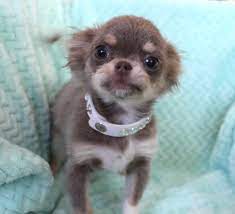 Craigslist search, craigslist is no longer supported. Chihuahua Puppies For Sale Las Vegas Petsidi