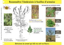 C'est aussi une plante opportuniste qui peut se développer sur tous types de substrats et de sols : Lutte Contre L Ambroisie A Feuilles D Armoise Mobilisons Nous