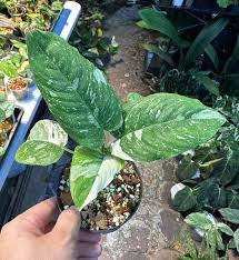 Image result for Selago albomarginata