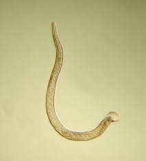 Gastritis in the cat is an inflammation of the mucous membrane of the stomach, it can cause a series of gastrointestinal symptoms common to other thanks to the mucilages the slippery elm improves the symptoms and in case of gastritis in the elderly cat suffering from chronic renal failure is an. Companion Animal Parasite Council Ollulanus Tricuspis