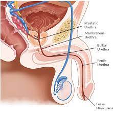 Urethral Strictures Overview Symptoms Diagnosis Treatment Options