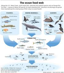 The Fish Food Web Ocean Food Web Ocean Science Ocean Ecosystem