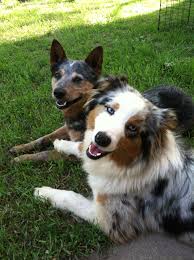 Black And White Cattle Dog Long Hair Australian Shepherd Blue Heeler Service Dogs Breeds Blue Heeler Cattle Dog