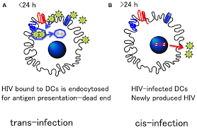 Image result for HIV Presentation