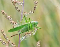 Bug Buddies: Powerful Jumpers