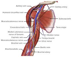 Maybe you would like to learn more about one of these? Arm Anatomy Video Lecturio Medical