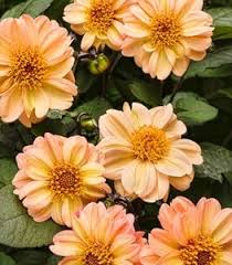 Maybe you would like to learn more about one of these? Full Sun Plants For Pots Garden Design