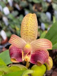 Image result for Bulbophyllum vulcanicum