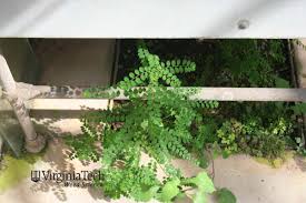Image result for Phyllanthus tenellus