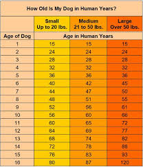 Dog Age Vs Human Age 7 To 1 Is A Myth Live Trading News