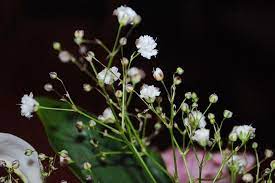 Iris roots are sometimes used to flavor liquors. 12 Types Of White Flowers With Pictures And Growing Guide Trees Com