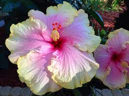Tarantella Hibiscus Hibiscus Flowers Planting Flowers