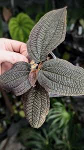 Image result for Cercestis congensis