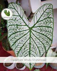Caladium 'White Christmas' - Southern Perennial Bulb