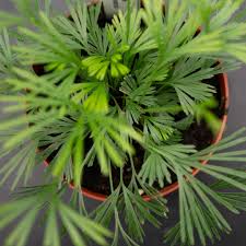 Image result for Actiniopteris