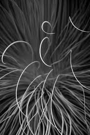 Abstract Black And White Macro Photography Abstract Black And White Cactus Print Fern Print Southwest Etsy Macro Photography Macro Photography Tips Photography Prints Art