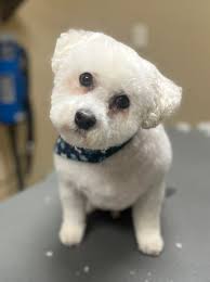 Dog Grooming Services in Pulaski, Virginia