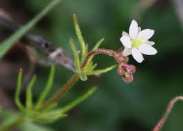 Image result for Spergula